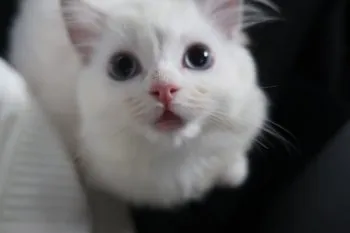 おもちの民 様のお迎えした子猫