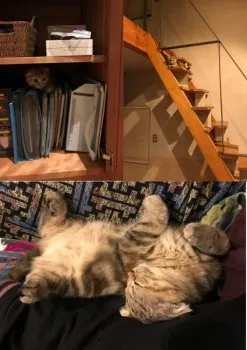 ニコル 様のお迎えした子猫