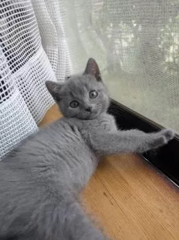 M.O 様のお迎えした子猫