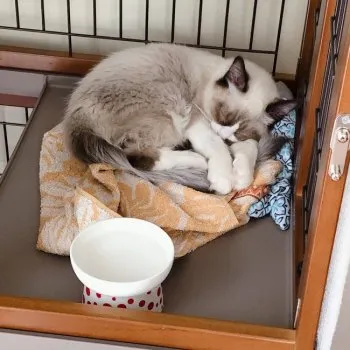 S.K 様のお迎えした子猫