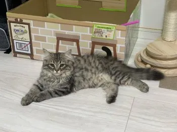 Alisa 様のお迎えした子猫