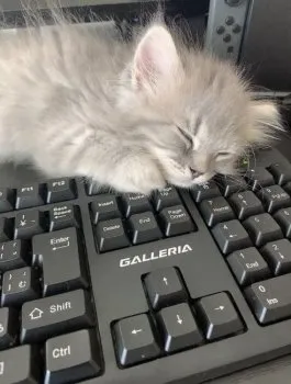 ヨコヤマ 様のお迎えした子猫