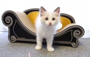 R.K 様のお迎えした子猫