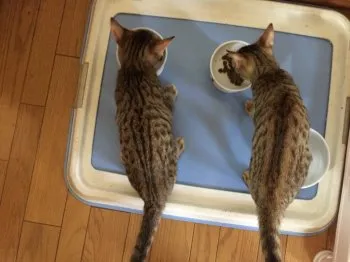 とろ 様のお迎えした子猫