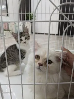 M 様のお迎えした子猫