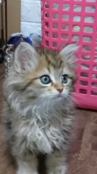 タカ 様のお迎えした子猫