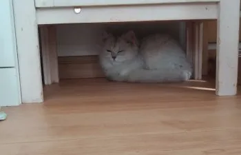 K.K 様のお迎えした子猫