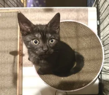 C.T 様のお迎えした子猫