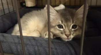 M.H 様のお迎えした子猫