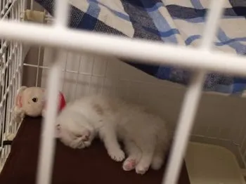 ユウジ 様のお迎えした子猫