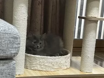 とし 様のお迎えした子猫
