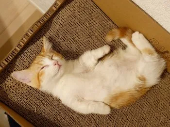 むぎちゃ 様のお迎えした子猫