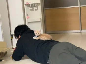 Y.Ｉ 様のお迎えした子猫