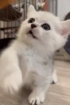 u 様のお迎えした子猫