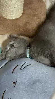 Y.M 様のお迎えした子猫