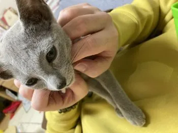 S.M 様のお迎えした子猫