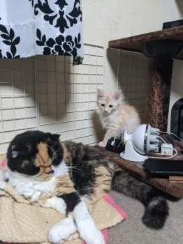 zero3 様のお迎えした子猫