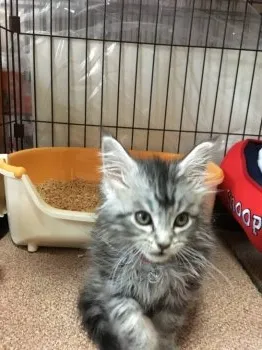 銀之介 様のお迎えした子猫