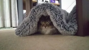 ちびたまこ 様のお迎えした子猫