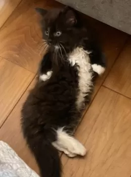 黒猫くん 様のお迎えした子猫