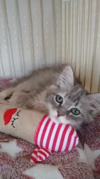 ゆーこ 様のお迎えした子猫