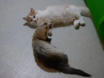 にょろにょろ 様のお迎えした子猫