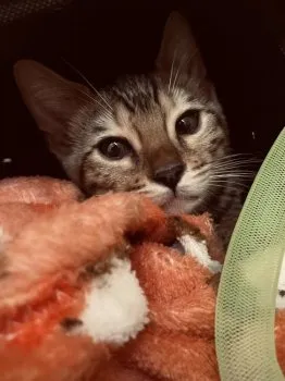 ゆん 様のお迎えした子猫