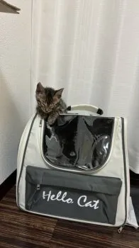 A 様のお迎えした子猫