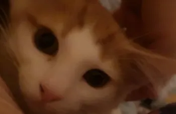 Hi 様のお迎えした子猫