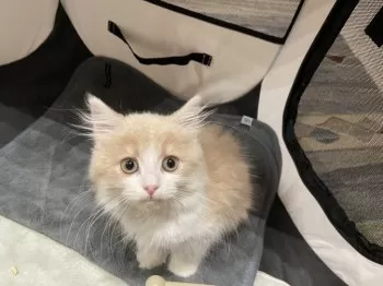 シマ 様のお迎えした子猫