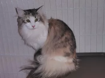 福猫 様のお迎えした子猫