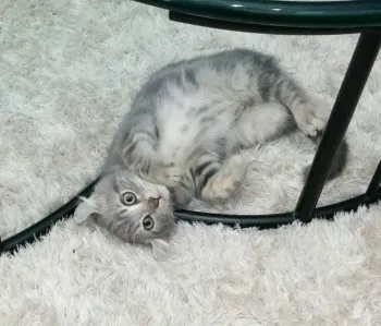 ブルータビーくん 様のお迎えした子猫