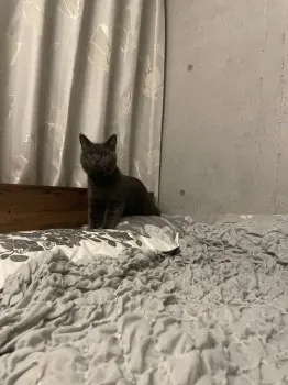 R.K 様のお迎えした子猫