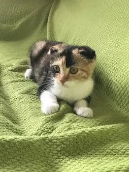 hidy 様のお迎えした子猫
