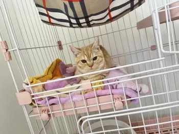 Ru 様のお迎えした子猫