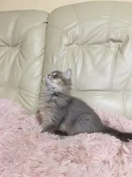 にゃんちゅう 様のお迎えした子猫