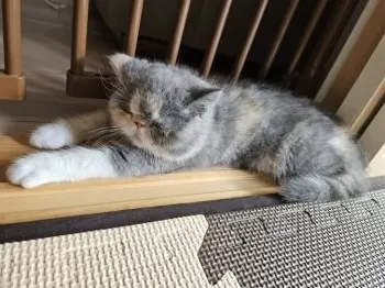 Take.y 様のお迎えした子猫