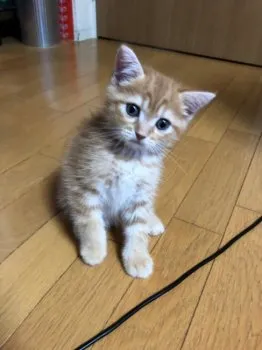 み~ちゃん 様のお迎えした子猫