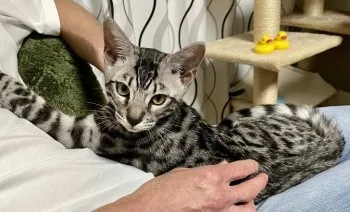 風 様のお迎えした子猫