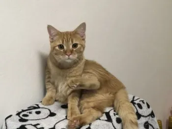 H.S 様のお迎えした子猫