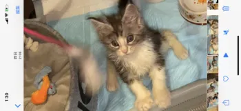 YuRiゆり 様のお迎えした子猫