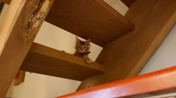 よん 様のお迎えした子猫