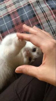 ジャイ子 様のお迎えした子猫