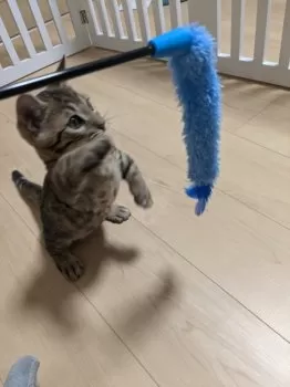 k.m 様のお迎えした子猫