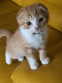 mayumi 様のお迎えした子猫