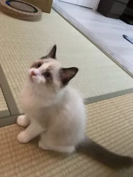 むー 様のお迎えした子猫