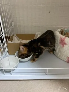 ひめぽむ 様のお迎えした子猫