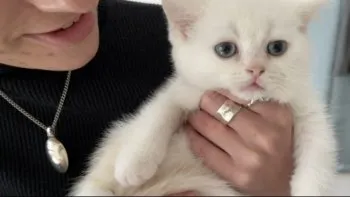 クレマンスとカズキ 様のお迎えした子猫