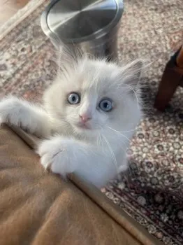 くろえ 様のお迎えした子猫