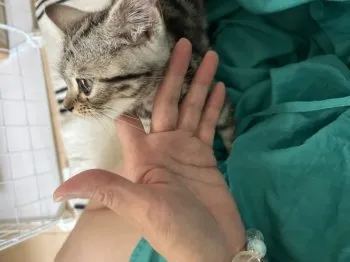 やなぎ 様のお迎えした子猫